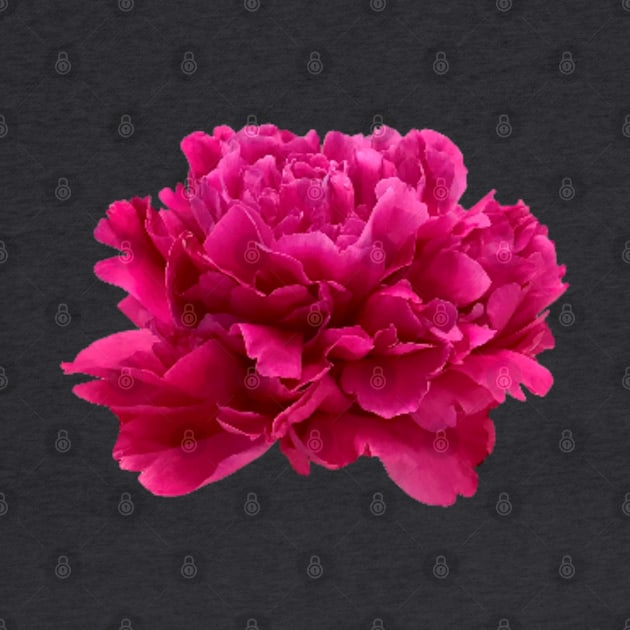 Hot Pink Peony Close-up by InalterataArt